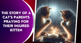 The Story of a Cat’s Parents Praying for Their Injured Kitten