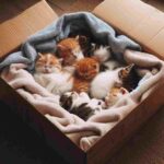 Rescuing Stray Kittens A Guide to Their Care and Feeding